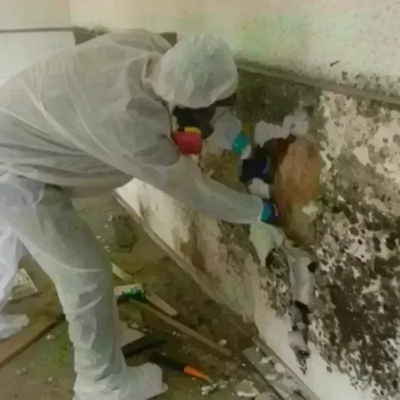 Mold Remediation and Removal in Monona County, IA